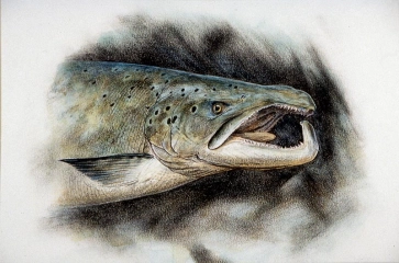 Cockfish with kype Cockfish with kype