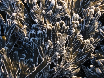 Frost and sun Frost and sun