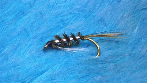 Video thumb for White Throated Diawl Bach