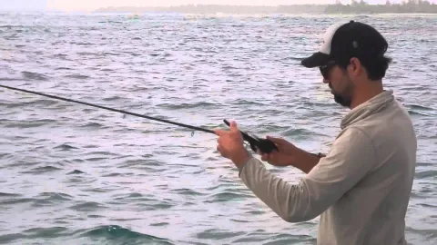 Video thumb for Farquhar Bird Fly