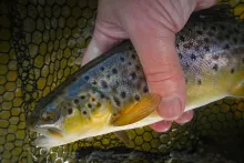 Brown trout