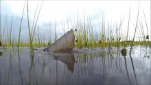 Video thumb for Florida Flood Fly Fishing