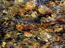 Video thumb for Fly fishing in Slovakia