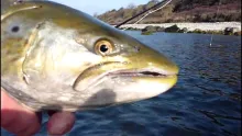 Video thumb for Sea trout hunting on Bornholm 2010