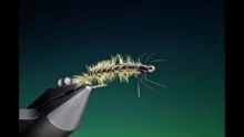 Video thumb for Melt glue Rhycophila larva
