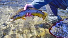 Video thumb for Fly Fishing the Davidson River