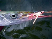 User submitted picture: On The Fly