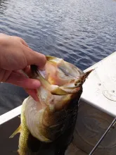 User submitted picture: largemouth bass