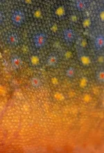 User submitted picture: Brook trout in spawning c...