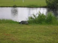 User submitted picture: What are you doing in my ...