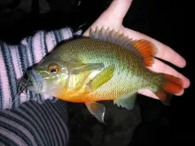 User submitted picture: Redbreast Sunfish taken i...