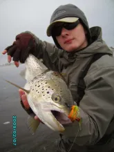 User submitted picture: Winter sea trout 
