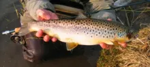 User submitted picture: The Trout.
The Length 50...