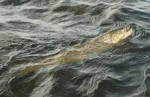 User submitted picture: Kai´s secret fly