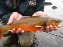 User submitted picture: Sweden 2010 by www.guidep...