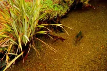 User submitted picture: king salmon in a small br...