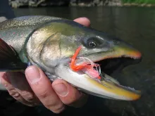 User submitted picture: Macro of a pretty Dolly 