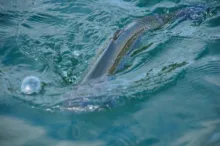 User submitted picture: Triploid Trout