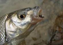 User submitted picture: Dace caught in a pyrenees...