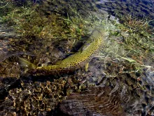 User submitted picture: "Gone"