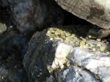 User submitted picture: Huevas de boga del RÃ­o Ta...