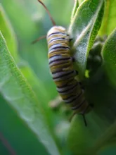 User submitted picture: Terestrial