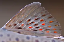 User submitted picture: wild trout colors