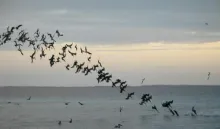 User submitted picture: Pelicans diving. The whol...