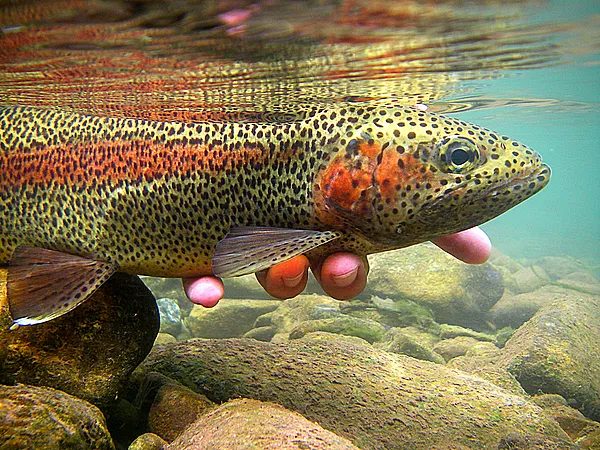User submitted picture: trout arc 