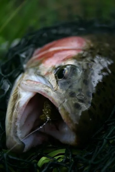 User submitted picture: Wooly Bugger