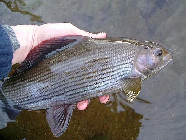 User submitted picture: grayling going home.