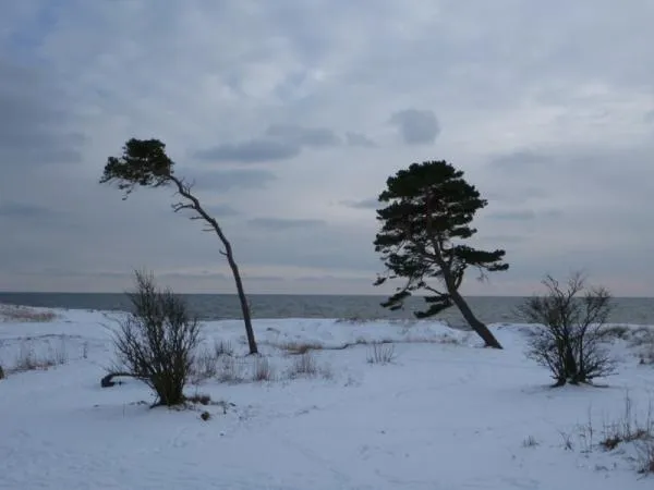 User submitted picture: Blowin' in the wind