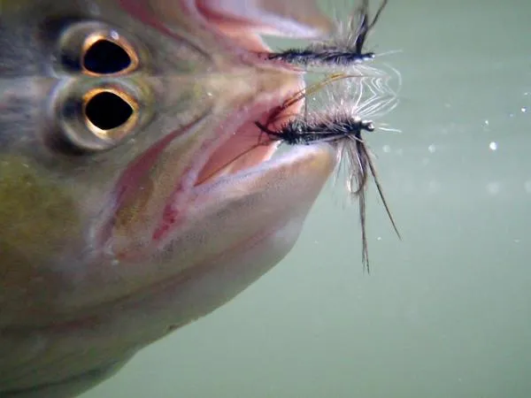 User submitted picture: A brown trout on a mayfly...