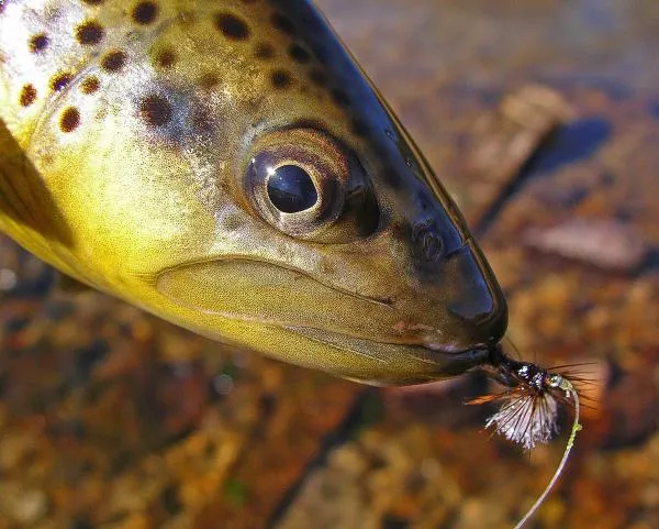 User submitted picture: Wild brown trout that cou...