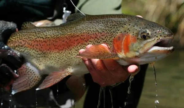 User submitted picture: A very pretty rainbow