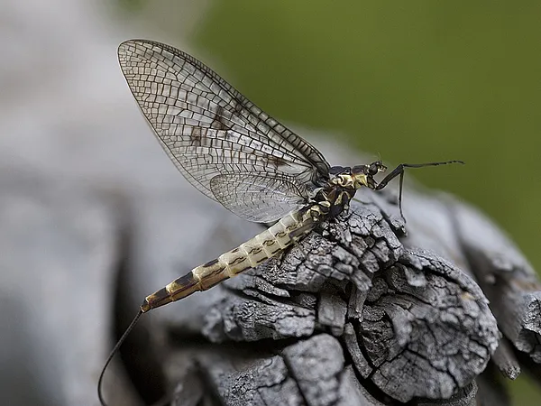 User submitted picture: Danica Spinner