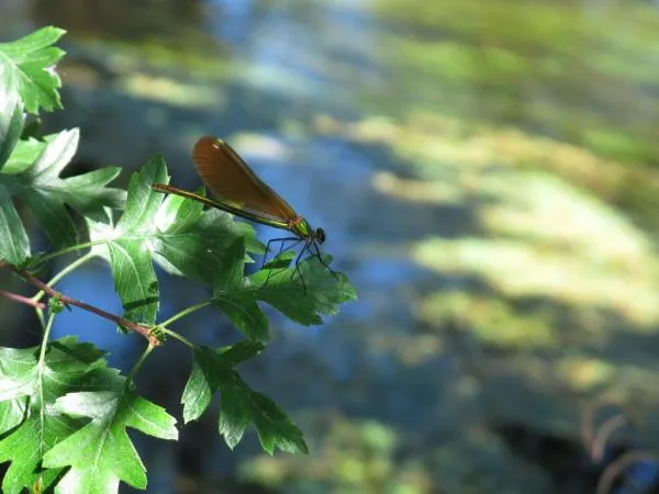 User submitted picture: One of many beautifull Da...