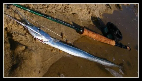 User submitted picture: garfish on the fly	
