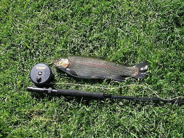 User submitted picture: the greath fishing